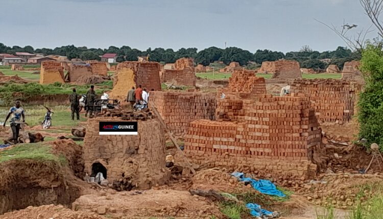 Vaste Campagne De Reboisement Dans Kankan Par Le S D Dandiya Le