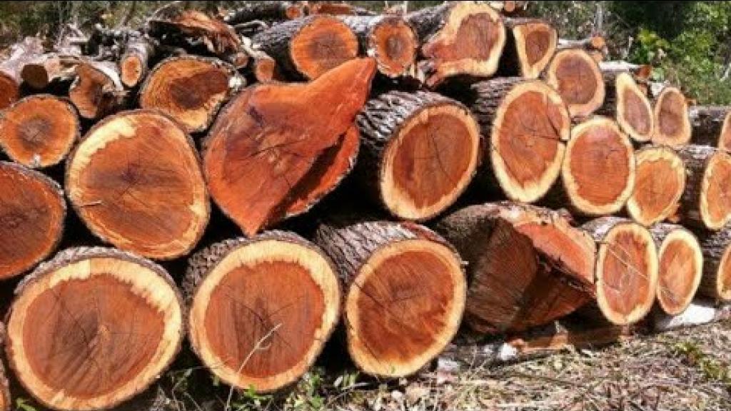 Exploitation forestière : les autorités interdisent la coupe et le transport de bois…